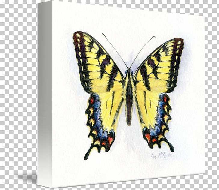 Monarch Butterfly Eastern Tiger Swallowtail Pieridae PNG, Clipart, Arthropod, Brush Footed Butterfly, Butterflies And Moths, Butterfly, Eastern Tiger Swallowtail Free PNG Download