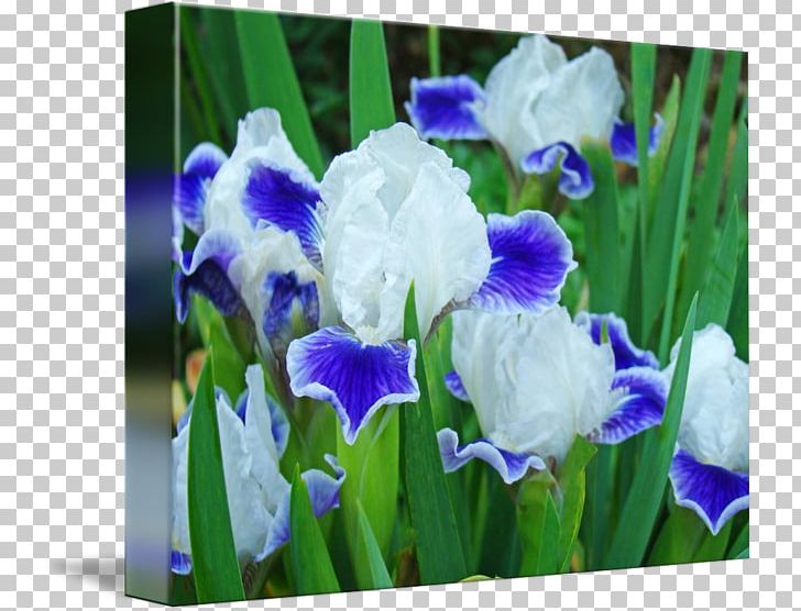 Orris Root Orris Oil PNG, Clipart, Blue, Flower, Flowering Plant, Grass, Iris Free PNG Download