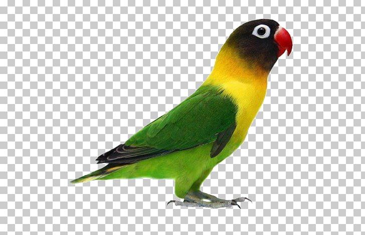 Parrot Yellow-collared Lovebird Fischer's Lovebird Rosy-faced Lovebird PNG, Clipart,  Free PNG Download