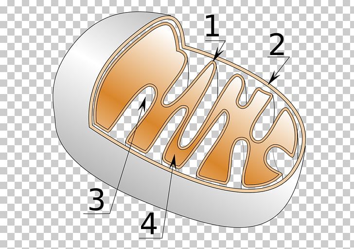 Cellular Respiration Mitochondrion Crista Adenosine Triphosphate PNG, Clipart, Adenosine Triphosphate, Aerobic Organism, Atp Synthase, Biology, Brand Free PNG Download