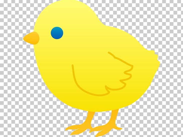 Chicken Kifaranga Easter PNG, Clipart, Animals, Beak, Bird, Chicken, Chicken Egg Free PNG Download