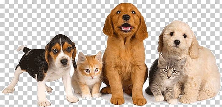 Dog Pet Sitting Pet–friendly Hotels Pet Shop PNG, Clipart, Carnivoran, Cat, Collar, Companion Dog, Dog Free PNG Download