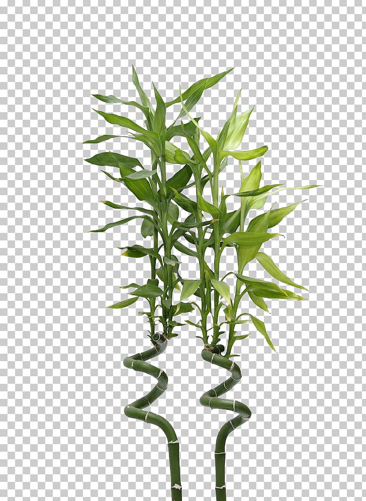Lucky Bamboo Photography PNG, Clipart, Bamboo, Free Logo Design Template, Grass, Happy Birthday Vector Images, Hydroponics Free PNG Download