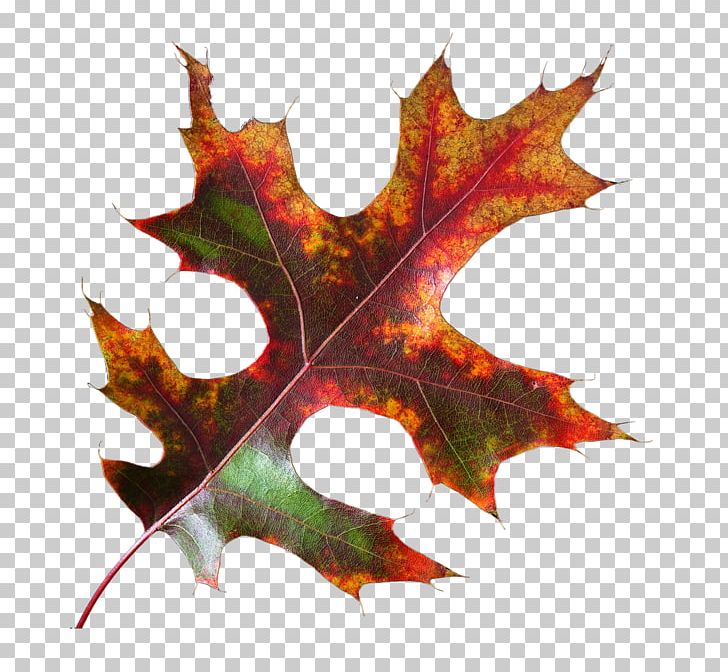 Maple Leaf PNG, Clipart, Leaf, Maple, Maple Leaf, Plant, Tree Free PNG Download
