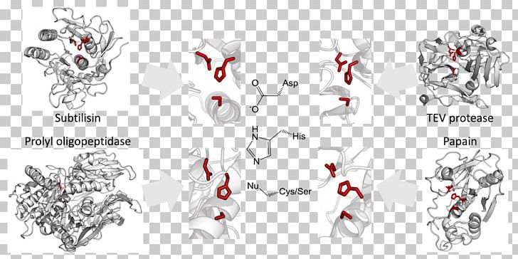 Catalytic Triad Convergent Evolution Threonine Protease PNG, Clipart, Acid, Amino Acid, Area, Brand, Cartoon Free PNG Download