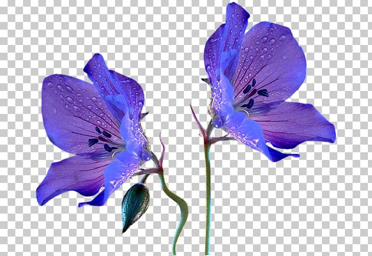 Rabbit Blue Flower Plant Stem Violet PNG, Clipart,  Free PNG Download