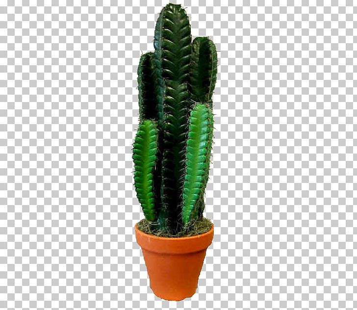 San Pedro Cactus Triangle Cactus Cactaceae Centerblog PNG, Clipart, Acanthocereus, Acanthocereus Tetragonus, Aime, Blog, Cactaceae Free PNG Download