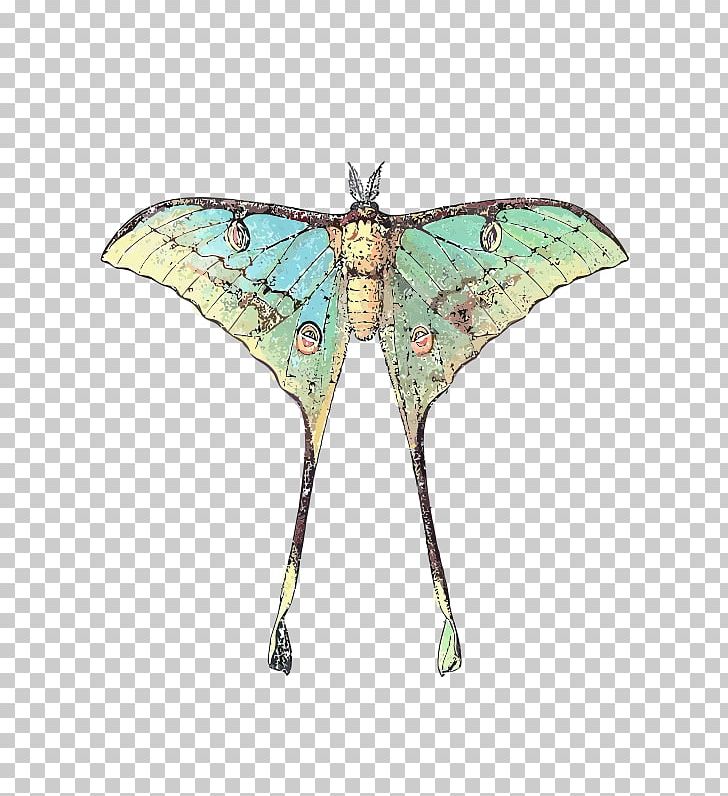 Butterfly Luna Moth Comet Moth Insect PNG, Clipart, Actias Selene, Arthropod, Bombycidae, Brush Footed Butterfly, Butterflies And Moths Free PNG Download