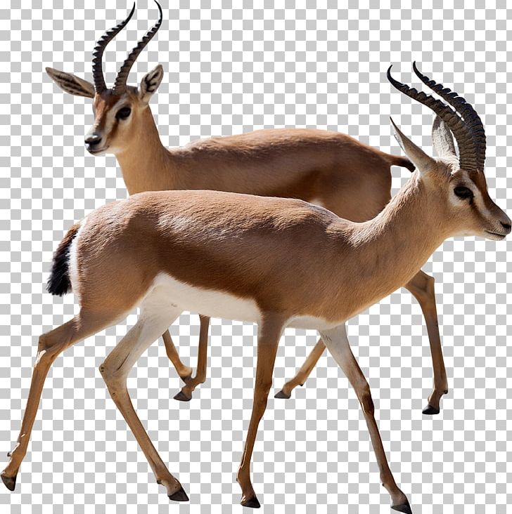 Dorcas Gazelle Antelope Thomson's Gazelle Stock Photography PNG, Clipart, Animal Figure, Animals, Antelope, Cow Goat Family, Deer Free PNG Download