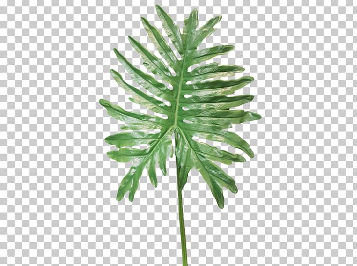 Fern Plant Stem Artificial Flower Leaf PNG, Clipart, Artificial Flower, Equisetum, Fern, Ferns And Horsetails, Floral Design Free PNG Download