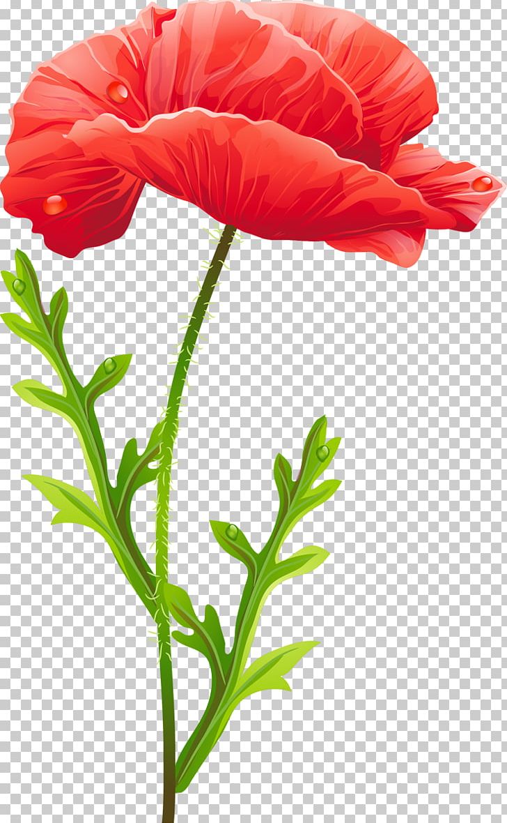 Flower PNG, Clipart, Annual Plant, Computer Icons, Coquelicot, Cut Flowers, Encapsulated Postscript Free PNG Download