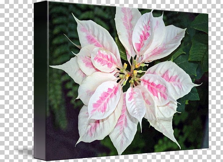 Petal Kind Pink Art White PNG, Clipart, Art, Canvas, Flora, Flower, Flowering Plant Free PNG Download
