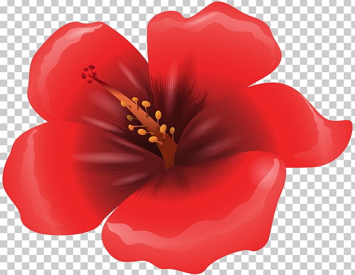 Red Flower PNG, Clipart, Color, Flower, Flowering Plant, Free Content, Herbaceous Plant Free PNG Download