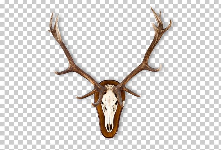 Elk Red Deer Moose Antler PNG, Clipart, Antler, Chital, Deer, Elk, Fallow Deer Free PNG Download