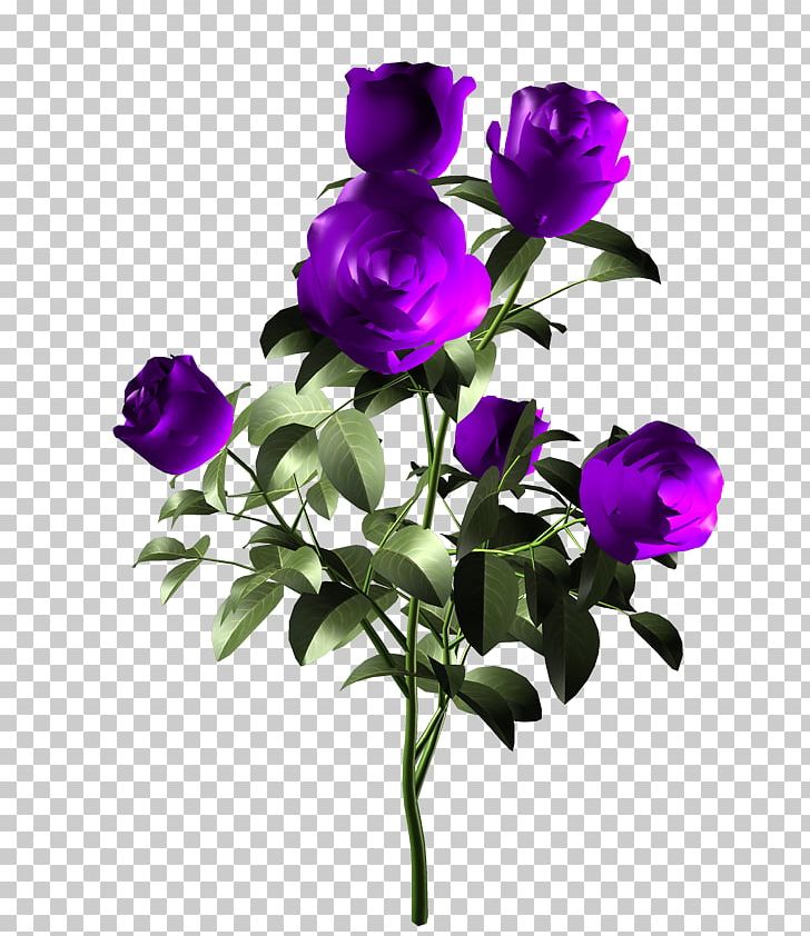 Garden Roses Beach Rose Purple Centifolia Roses Flower PNG, Clipart, Anemone, Annual Plant, Art, Artificial Flower, Blue Free PNG Download