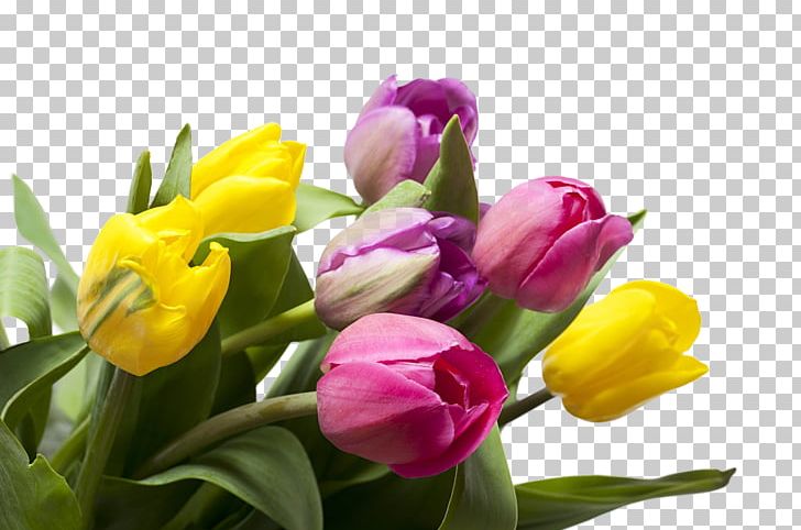 Tulip Holy Wednesday Blessing PNG, Clipart, Antonov An14, Blessing, Bud, Crocus, Cut Flowers Free PNG Download