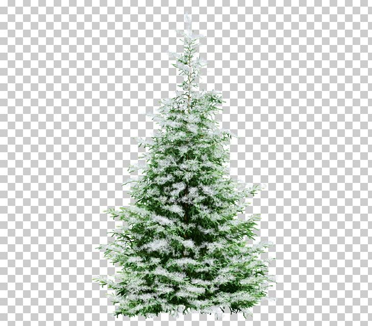 Winter Holiday New Year Spring PNG, Clipart, Biome, Birthday, Chr, Christmas Decoration, Cypress Family Free PNG Download