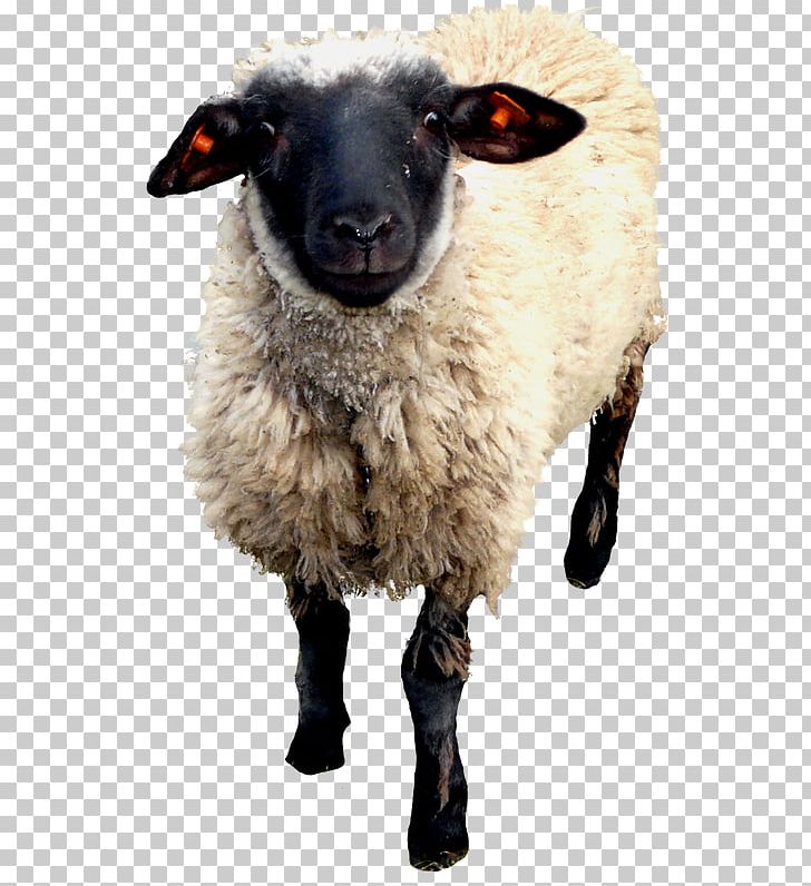 Sheep Goat Portable Network Graphics PNG, Clipart, Animal, Animals, Cattle, Cow Goat Family, Domestic Animal Free PNG Download