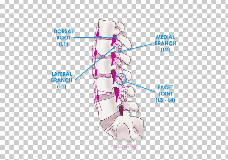 Shoe Organism PNG, Clipart, Art, Diagram, Footwear, Human Body, Jaw Free PNG Download