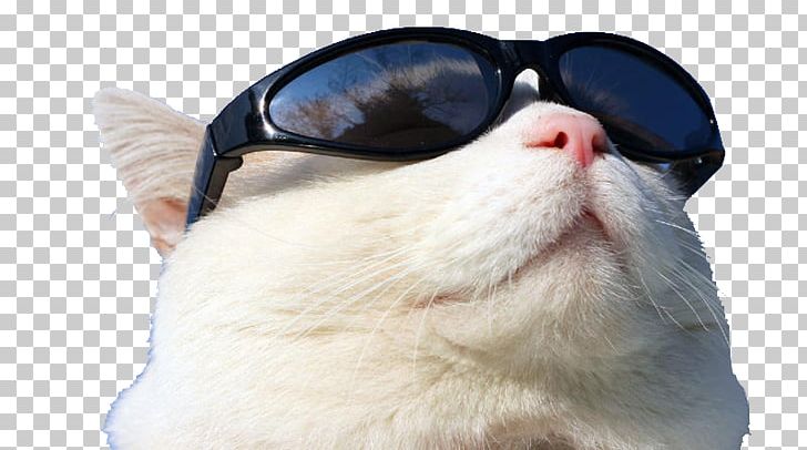 Sunscreen GitHub PNG, Clipart, Animal, Application Programming Interface, Carnivoran, Cat Like Mammal, Cat T Free PNG Download