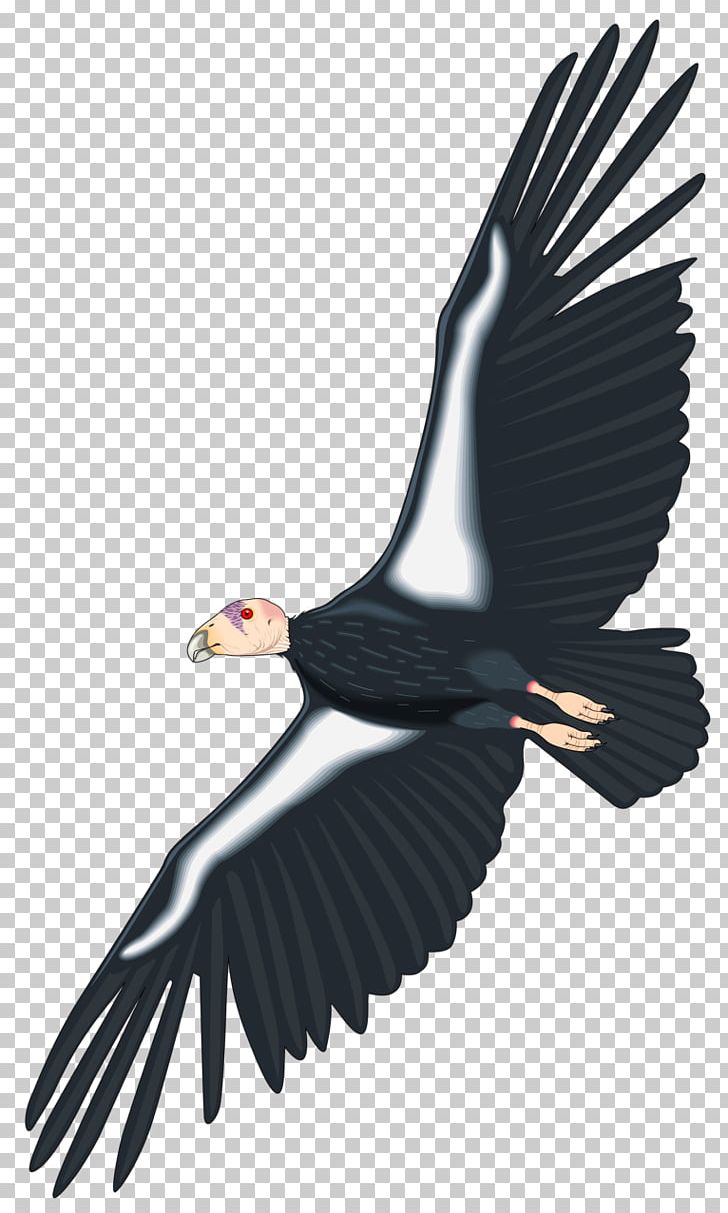 California Condor PNG, Clipart, Accipitriformes, Andean Condor, Animals, Bald Eagle, Beak Free PNG Download