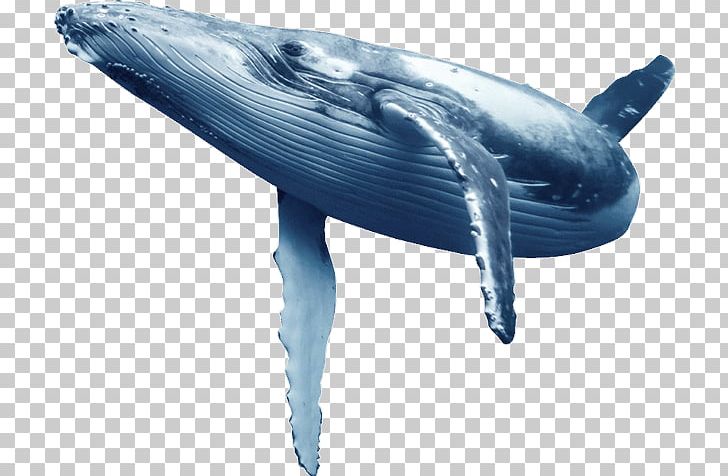 Common Bottlenose Dolphin Blue Whale Wholphin Tucuxi PNG, Clipart, Animal, Animals, Baleen, Cetacea, Dolphin Free PNG Download