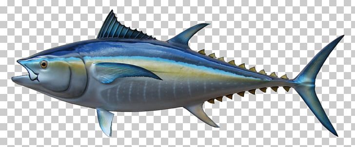 Thunnus Swordfish Mackerel Sardine Milkfish PNG, Clipart, Animals, Atlantic Bluefin Tuna, Billfish, Bluefin Tuna, Bonito Free PNG Download