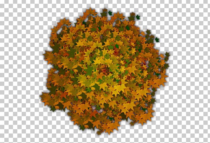 Tree Shrub PNG, Clipart, Arbustos, Autumn, Computer Icons, Layers, Leaf Free PNG Download