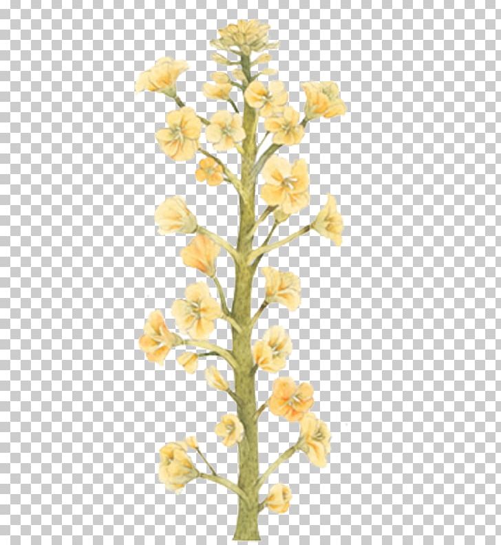 Canola U6cb9u83dc Rapeseed PNG, Clipart, Bouquet Vector, Branch, Colza Oil, Creative, Download Free PNG Download