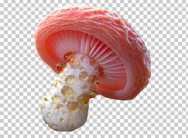 Mushroom Fungus Hydnellum Peckii Mollybella Midriaza PNG, Clipart, Agaricaceae, Apple Music, Candy Cap, Coral, Fungus Free PNG Download