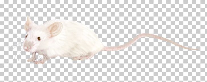 Rat Gerbil Whiskers Computer Mouse Snout PNG, Clipart, Animal, Animal Figure, Animals, Computer Mouse, Creation Free PNG Download
