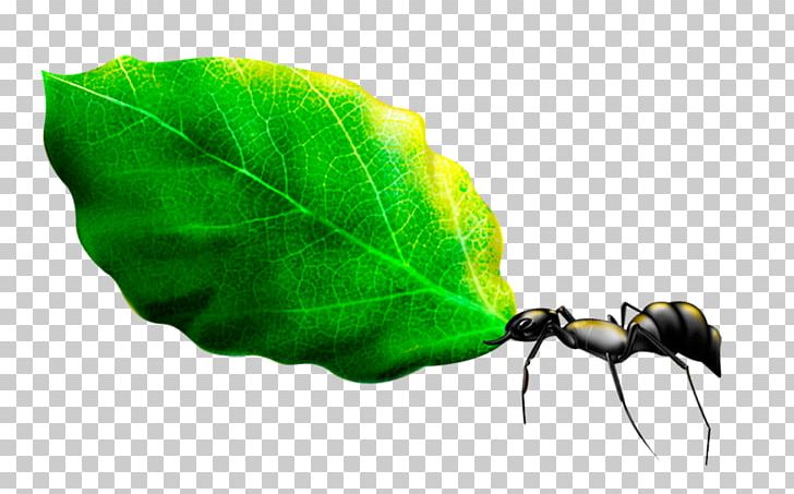 Ant Leaf PNG, Clipart, Ant, Ants, Autumn Leaves, Designer, Download Free PNG Download