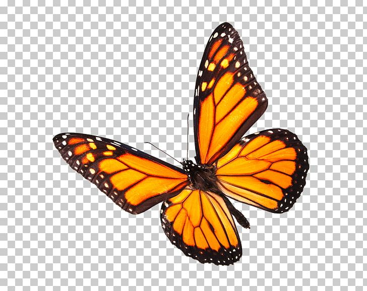 Monarch Butterfly Insect Stock Photography Pollinator PNG, Clipart, Arthropod, Brush Footed Butterfly, Butterflies And Moths, Butterfly, Car Air Conditioner Free PNG Download