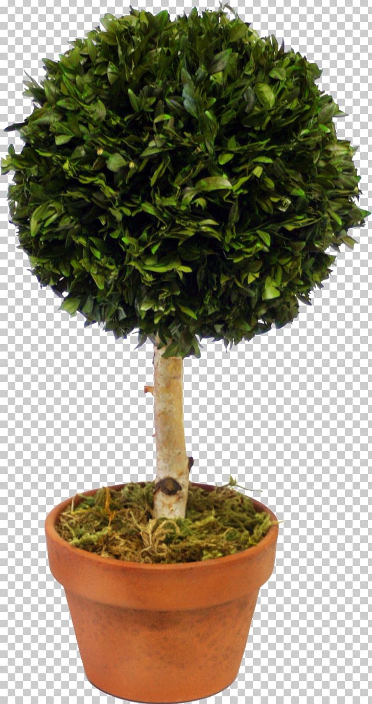 Sageretia Theezans Bonsai Shrub Tree Houseplant PNG, Clipart, Bonsai, Box, Evergreen, Flowerpot, Houseplant Free PNG Download
