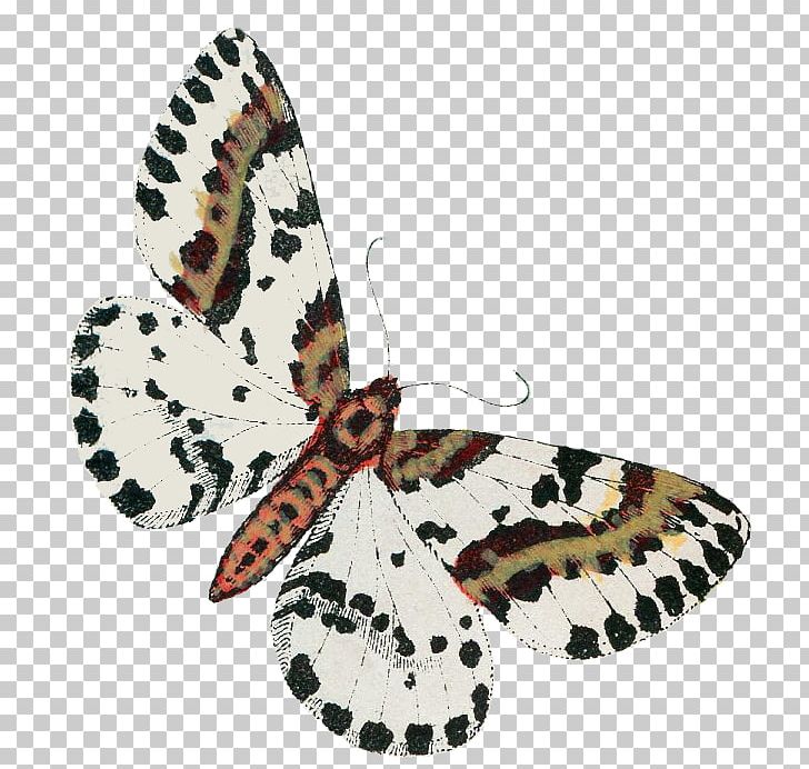 Brush-footed Butterflies Butterfly Moth Apple IPhone 7 Plus Iphone 7 Plus Case Iphone 8 Plus Case With Transparent Tempered Glass Screen Protectorhard Pc Iphone 7 Plus Cover Iphone 8 Plus Cover Slimli PNG, Clipart, Apple Iphone 7 Plus, Arthropod, Bohemia, Brush Footed Butterfly, Butterfly Free PNG Download