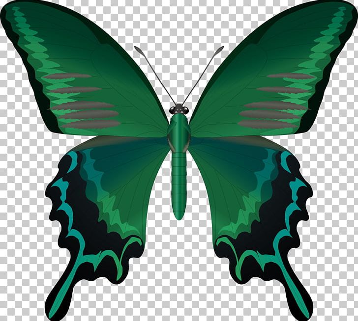Butterfly Insect Wing Antenna PNG, Clipart, Aaa, Arthropod, Brush Footed Butterfly, Butterflies And Moths, Cicadas Free PNG Download