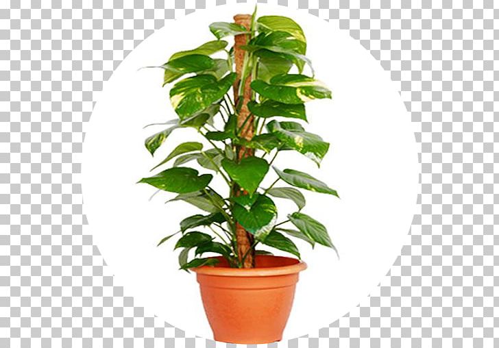 Devil's Ivy Houseplant Areca Palm Indoor Air Quality PNG, Clipart,  Free PNG Download