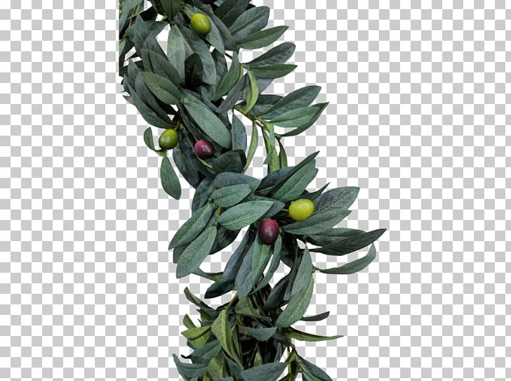 Olive Leaf Tree Spathiphyllum Leaf Bush PNG, Clipart, Artificial Flower, Fittonia, Fittonia Albivenis, Flower, Flower Bouquet Free PNG Download