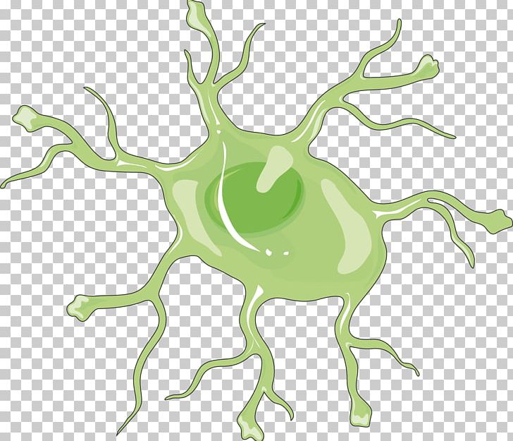 Astrocyte Spinal Cord Sphingosine-1-phosphate Receptor Nervous System PNG, Clipart,  Free PNG Download