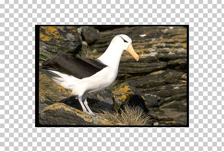 Gulls Bird Gannets Wader Albatross PNG, Clipart, Albatross, Animals, Beak, Bird, Black Free PNG Download