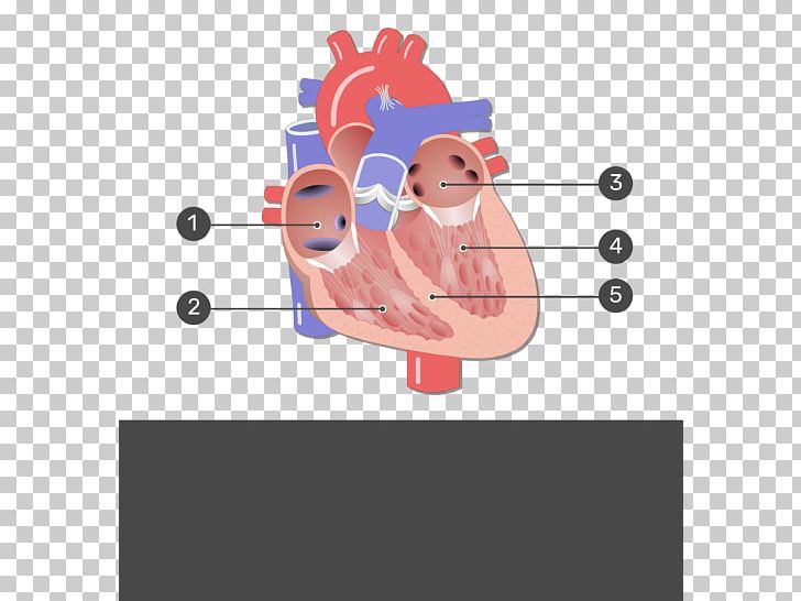 Heart Valve Mitral Valve Aortic Valve Coronary Circulation PNG, Clipart, Anatomy, Angle, Art, Artery, Atrioventricular Node Free PNG Download