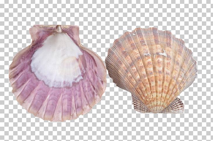 Clam Seashell Cockle Scallop Mussel PNG, Clipart, Animals, Christmas, Clam, Clams Oysters Mussels And Scallops, Cockle Free PNG Download