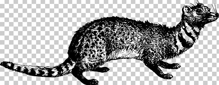 Whiskers Viverrids Cat Raccoon PNG, Clipart, Africa, Animal Figure, Animals, Artwork, Black And White Free PNG Download