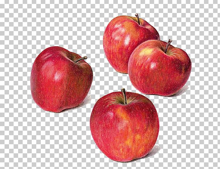 Drawing Apple Watercolor Painting Still Life PNG, Clipart, Appl, Apple Fruit, Apple Illustration, Colored Pencil, Food Free PNG Download