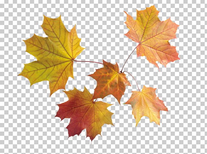 File Formats Autumn Leaf Color PNG, Clipart, Autumn, Autumn Leaf Color, Autumn Leaves, Computer Icons, Deciduous Free PNG Download