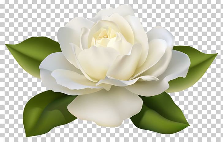 Rose White Flower PNG, Clipart, Camellia, Chinese, Chinese Rose, Color, Drawing Free PNG Download
