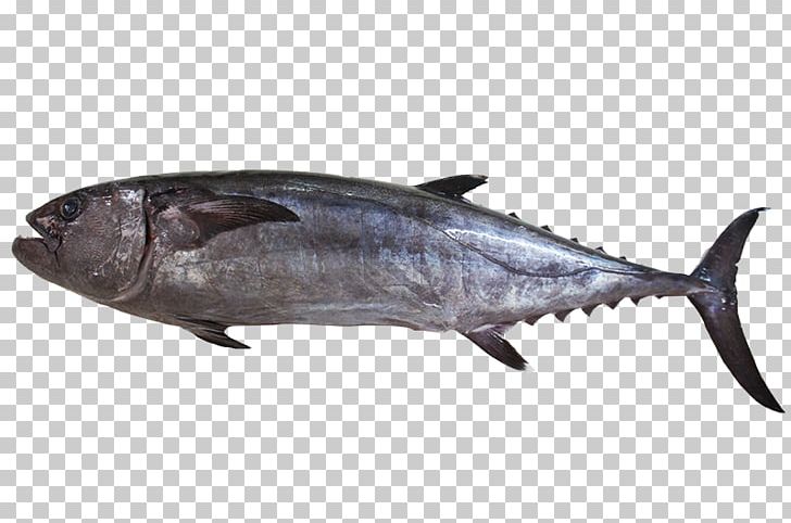 Thunnus Mackerel Dogtooth Tuna Yellowfin Tuna Oily Fish PNG, Clipart, Atlantic Bluefin Tuna, Bonito, Bony Fish, Dogtooth Tuna, Fauna Free PNG Download