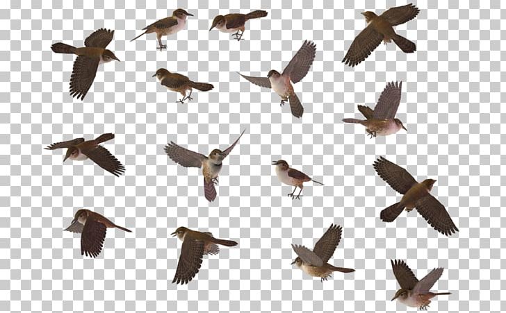 Bird Wren House Sparrow PNG, Clipart, Animal Migration, Beak, Bird, Bird Migration, Blue Jay Free PNG Download