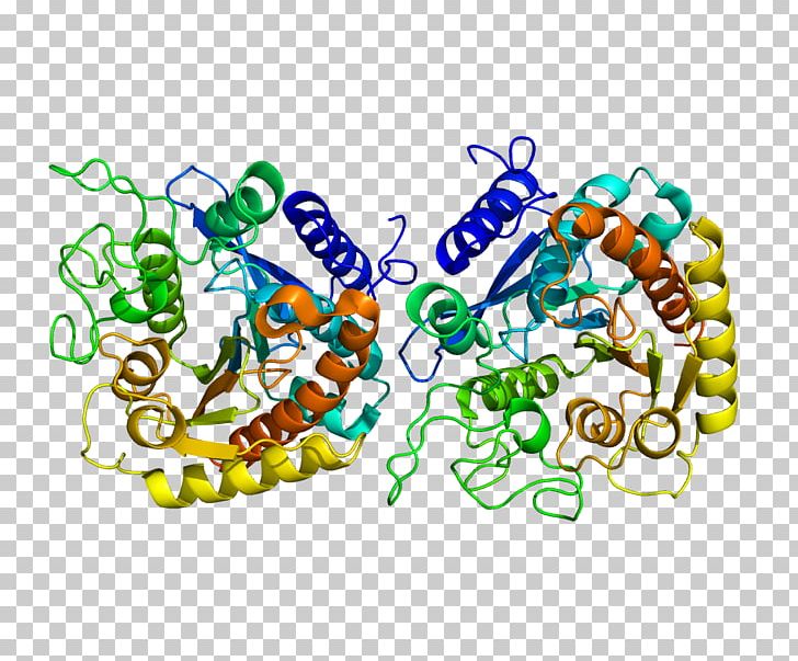 Carboxypeptidase Protease Protein Enzyme Hydrolysis PNG, Clipart, Amino Acid, Area, Art, Body Jewelry, Carboxypeptidase Free PNG Download