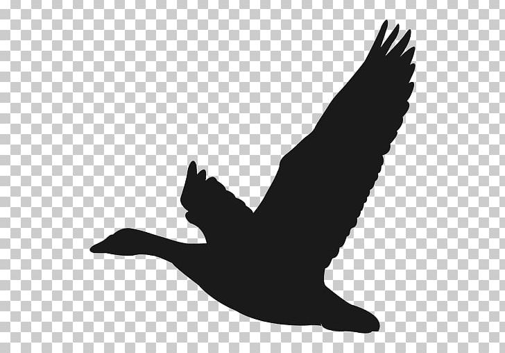 Duck Goose Bird PNG, Clipart, Beak, Bird, Black And White, Desktop Wallpaper, Duck Free PNG Download